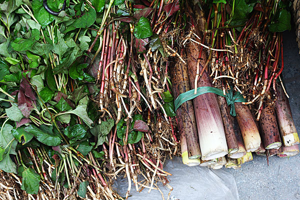 	為什么那么多人喜歡吃野菜？